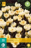 Crocus cream beauty 15 stuks - thumbnail