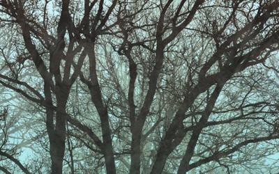 Komar Infinity 2 Fotobehang Whispering Woods - IF4-061