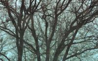 Komar Infinity 2 Fotobehang Whispering Woods - IF4-061 - thumbnail