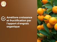 Potgrond OR BRUN 6 L Citrusvruchten - thumbnail