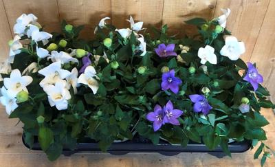 Ballonklokje Platycodon 10 potjes per tray mix Warentuin Natuurlijk - Warentuin natuurlijk