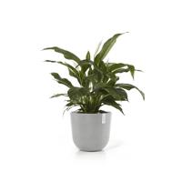 Ecopots Oslo kunststof bloempot Wit/Grijs - Ø 42,8 cm - thumbnail