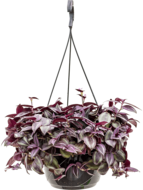 Tradescantia zebrina purple hangplant - thumbnail