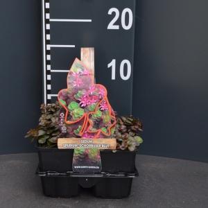 Vetkruid (sedum spurium "Schorbuser Blut") bodembedekker - 4-pack - 1 stuks