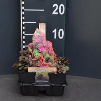 Vetkruid (sedum spurium "Schorbuser Blut") bodembedekker - 4-pack - 1 stuks - thumbnail