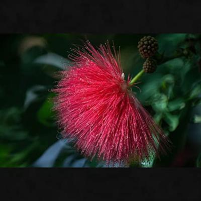 Tokina SZX Super Tele 500mm F/8.0 Reflex MF Nikon-Z