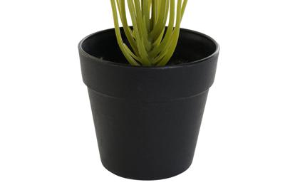 Decoratieve plant DKD Home Decor PVC Polypropyleen 25 x 25 x 30 cm