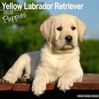 Yellow Labrador Puppies Calendar 2026 Square Dog Puppy Breed Wall Calendar - 16 Month - thumbnail