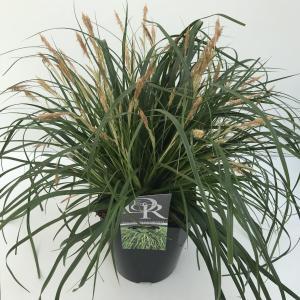 Japanse zegge (Carex "Evergreen") siergras - In 5 liter pot - 1 stuks Japanse zegge (Carex "Evergreen") siergras - In 5 liter pot - 1 stuks