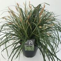 Japanse zegge (Carex "Evergreen") siergras - In 5 liter pot - 1 stuks - thumbnail