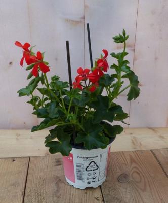 3 stuks! Perkplant Oostenrijkse geranium hangplant rood Pelargonium Warentuin Natuurlijk - Warentuin natuurlijk