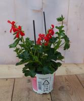 3 stuks! Perkplant Oostenrijkse geranium hangplant rood Pelargonium Warentuin Natuurlijk - Warentuin natuurlijk - thumbnail