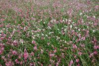 Samyang 35mm f1.4 ED AS UMC Nikon AE - thumbnail