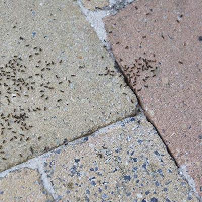 HG X spray tegen mieren insecticide