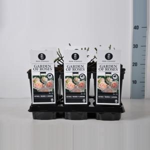 Trosroos (rosa "Garden of Roses"®) - C3 - 1 stuks