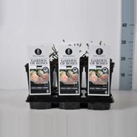 Trosroos (rosa "Garden of Roses"®) - C3 - 1 stuks - thumbnail