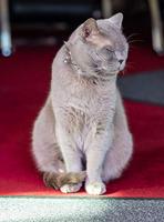 Samyang 85mm F/1.4 Canon RF - thumbnail