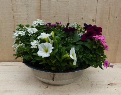 Zinken bak zomerbloeiers wit/roze/paars dia. 30 cm Warentuin Natuurlijk - Warentuin natuurlijk