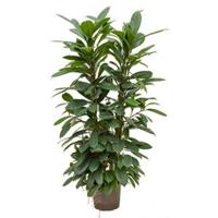 Ficus cyathistipula 4pp hydrocultuur plant - thumbnail