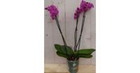 Vlinderorchidee phalaenopsis roze 3 takken kamerplant Warentuin Natuurlijk - Warentuin natuurlijk - thumbnail