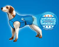 Julius K9 idc power-harnas / tuig voor labels zwart - thumbnail