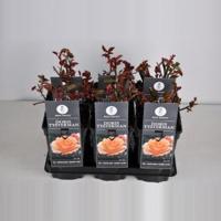 Grootbloemige roos (rosa "Doris Tijsterman") - thumbnail