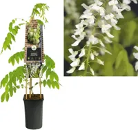 Klimplant Wisteria floribunda Alba - Witte Blauweregen - thumbnail