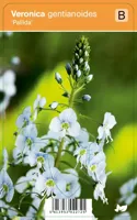 Vips Veronica gentianoides Pallida - Ereprijs - thumbnail