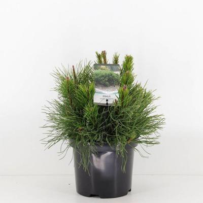 Pinus mugo pumilio Conifeer Westerse levensboom Warentuin Natuurlijk - Warentuin natuurlijk