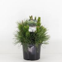Pinus mugo pumilio Conifeer Westerse levensboom Warentuin Natuurlijk - Warentuin natuurlijk - thumbnail
