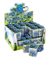 Greengift Vergeet me niet in showdoos - thumbnail
