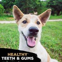 Tasty Bone twinpack duck / pheasant - thumbnail