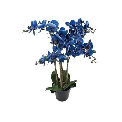 Phalaenopsis Orchidee in pot x5 60 cm Blue kunstplant Buitengewoon de Boet - Buitengewoon de boet Phalaenopsis Orchidee in pot x5 60 cm Blue kunstplant Buitengewoon de Boet - Buitengewoon de boet