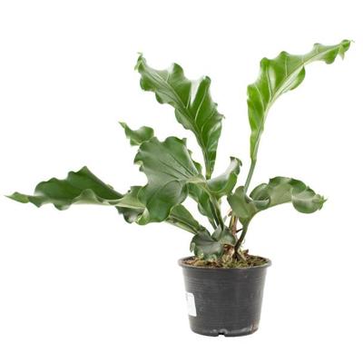 Anthurium Plowmanii (golf van liefde) - P 15 cm