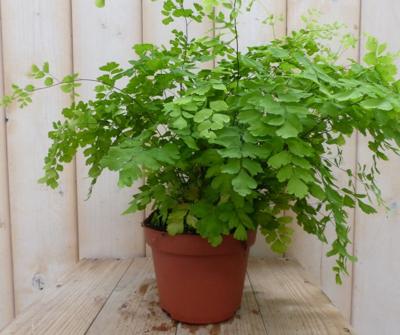 Varen Venushaar kamerplant Adiantum Warentuin Natuurlijk - Warentuin natuurlijk