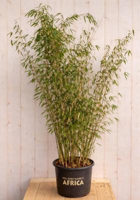 Bamboe Fargesia Malachite Monkeys 150 cm Warentuin Natuurlijk - Warentuin natuurlijk