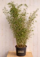 Bamboe Fargesia Malachite Monkeys 150 cm Warentuin Natuurlijk - Warentuin natuurlijk - thumbnail