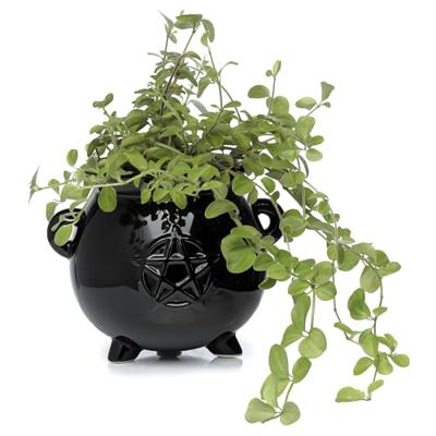 Zwarte Heksenketel Staande Bloempot Binnen