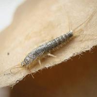 HG X spray tegen zilvervisjes 400ml - thumbnail