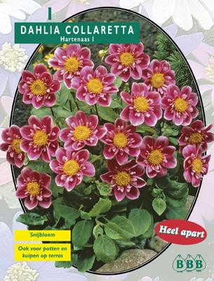 Zomer Bloembollen Dahlia Collarette Hartenaas per 1 Baltus - Baltus