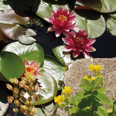 FIAP 2305 PondBasket Active Ø 130 mm Vijvermand (Ø x l) 130 mm x 100 mm 1 stuk(s)