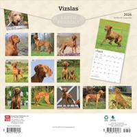 Vizsla Kalender 2026 - thumbnail