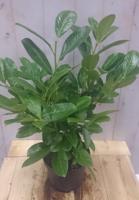 Prunus Rotundifolia 40 cm Laurierkers Warentuin Natuurlijk - Warentuin natuurlijk - thumbnail