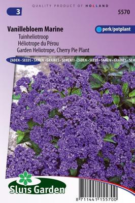 Heliotropium Arborescens Marine zaden Vannillebloem