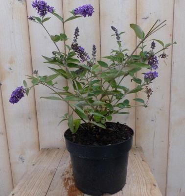 Vlinderstruik Buddleja paars 55 cm Warentuin Natuurlijk - Warentuin natuurlijk