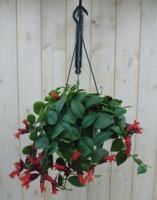 Hangplant Aeschynanthus Lipstick Warentuin Natuurlijk - Warentuin natuurlijk - thumbnail