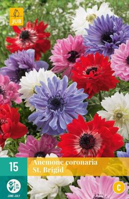 Anemone coronaria St. Brigid mix Anemone coronaria St. Brigid mix