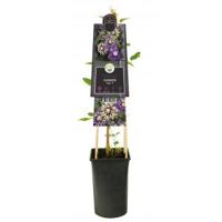 Kleinbloemige Clematis Florida Taiga PBR 75 cm klimplant - thumbnail