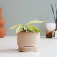 Philodendron Florida Ghost (mini) - P6 - thumbnail