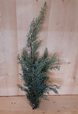 Kerstgroen blauwe conifeer Warentuin Natuurlijk - Warentuin natuurlijk Kerstgroen blauwe conifeer Warentuin Natuurlijk - Warentuin natuurlijk